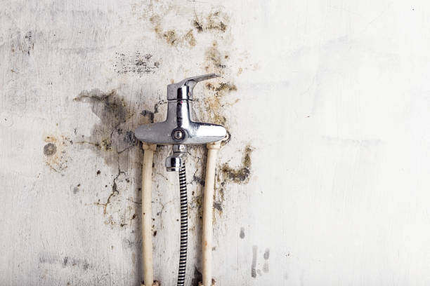 Office Mold Removal Services in Mastic, NY