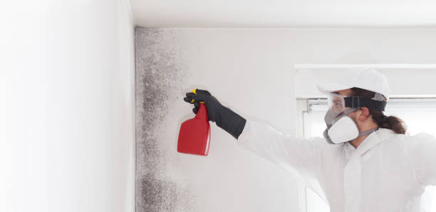 Best Residential Mold Removal  in Mastic, NY