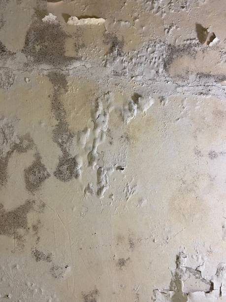Best Mold Damage Repair  in Mastic, NY