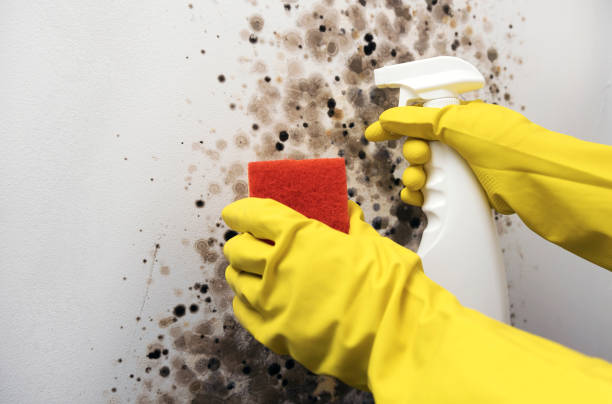 Best Black Mold Removal  in Mastic, NY