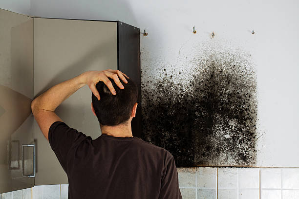 Best Fast Mold Removal  in Mastic, NY
