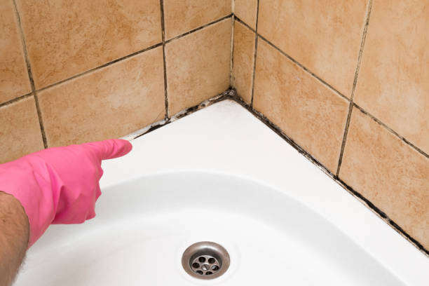 Best Attic Mold Removal  in Mastic, NY